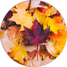 circle-leaves circle-leaves