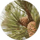 circle-pine