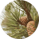 circle-pine circle-pine