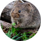 circle-rodents circle-rodents