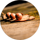 circle-seeds circle-seeds